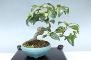 盆栽