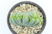 長寿梅・真柏・早乙女さつき 龍眼石付け A1849☆花物実物 中品盆栽
