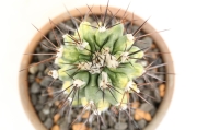 送料無料】バリダ ユーフォルビア 実生 A3791｜多肉植物｜浦部陽向園