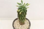 奄美蘇鉄 A2671☆盆栽form 多肉植物 ギフトにオススメ☆「送料