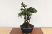 磯山椒 盆栽・花物実物 商品一覧│生産販売・通販専門店【浦部陽向園】