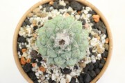 菊水綴化 実生カット A2978☆ストロンボカクタス サボテン