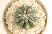 メロカクタス｜盆栽・サボテン・多肉植物 生産販売専門【浦部陽