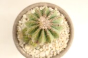【綺麗⭐︎ アリオカルプス　花牡丹　国内実生　完全株】 サボテン：アリオカルプス 花牡丹*幅14cm 現品！一品限り