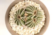 菊水綴化 実生 A2983☆ストロンボカクタス サボテン☆「送料無料」浦部