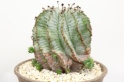ユーフォルビア 多肉植物 商品一覧│生産販売・通販専門店【浦部陽向園】