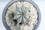 ゼブラ白衣ホリダ A3328☆ユーフォルビア ホリダ 多肉植物☆浦部陽向園