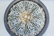 岡谷是心　盆栽鉢② 鉢や 暮路空 - 岡谷是心｜Yahoo!ショッピング