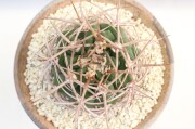 left botanical 3c シリンダー ギムノカリキウムフェロシオール left botanical 3c シリンダー ギムノカリキウムフェロシオール
