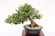 盆栽 ハマヒサカキ 盆栽：ハマヒサカキ | 盆栽工房 春嘉