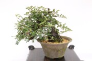磯ざんしょう A3446☆イソザンショウ 花物実物 小品盆栽☆「送料