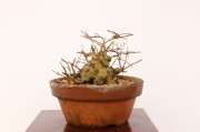盆栽 サルスベリ｜盆栽・サボテン・多肉植物 生産販売専門【浦部