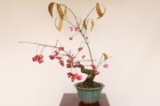 長寿梅・真柏・早乙女さつき 龍眼石付け A1849☆花物実物 中品盆栽