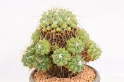長寿梅・真柏・早乙女さつき 龍眼石付け A1849☆花物実物 中品盆栽