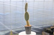 ガラパゴス団扇　黒肌 Yahoo!オークション - 黒肌 白棘 ガラパゴス 団扇 ガラパゴス