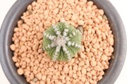 花籠 群生type（台付き）実生般若接ぎ　A3664★アズテキウム　リッテリ　サボテン★「送料無料」浦部陽向園