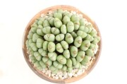 長寿梅・真柏・早乙女さつき 龍眼石付け A1849☆花物実物 中品盆栽