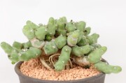 多肉植物