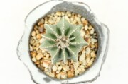 アズテキウム ヒントニー サボテン 実生 Aztekium hintonii【アズテキウム・ヒントニー・実生】 | RIMO'S GREEN