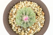 長寿梅・真柏・早乙女さつき 龍眼石付け A1849☆花物実物 中品盆栽