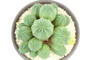 多肉植物