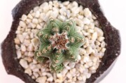 花籠 サボテン 商品一覧│生産販売・通販専門店【浦部陽向園】