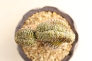 ゲオヒントニア｜盆栽・サボテン・多肉植物 生産販売専門【浦部