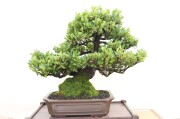 ヒサカキ 盆栽・花物実物 商品一覧│生産販売・通販専門店【浦部陽向園】