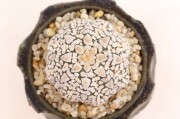 姫笹の雪 特美ペンキ A3242☆アガベ 多肉植物☆「送料無料」浦部陽向園