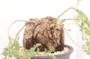 多肉植物