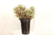 多肉植物