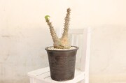 多肉植物