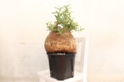 多肉植物