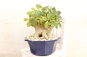 多肉植物