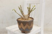 長寿梅・真柏・早乙女さつき 龍眼石付け A1849☆花物実物 中品盆栽