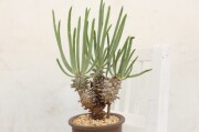 多肉植物