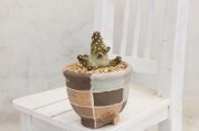 ラブラニー 群生株立ちtype 輸入球 A2891☆ドルステニア 塊根植物