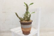 ラブラニー 群生株立ちtype 輸入球 A2891☆ドルステニア 塊根植物