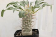 多肉植物