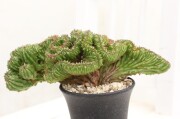 多肉植物