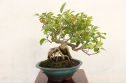 送料無料】白梅（一重咲き) 中品盆栽 A3796｜盆栽 花物実物｜浦部陽向園