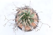 ユーフォルビア 多肉植物 商品一覧│生産販売・通販専門店【浦部陽向園】