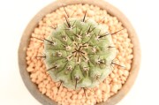 コルムナアルバ A3156☆コピアポア 弧竜丸 サボテン☆「送料無料」浦部