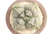 ランポー玉 サボテン 商品一覧│生産販売・通販専門店【浦部陽向園】