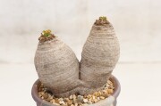 ユーフォルビア 多肉植物 商品一覧│生産販売・通販専門店【浦部陽向園】