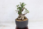 盆栽 商品一覧│生産販売・通販専門店【浦部陽向園】