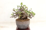 送料無料】姫獅子蘇鉄 ヒメシシソテツ 琉球盆栽 A3929｜盆栽 裸子植物