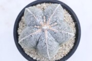 ランポー玉 サボテン 商品一覧│生産販売・通販専門店【浦部陽向園】
