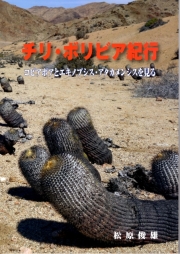 姫笹の雪 特美ペンキ A3242☆アガベ 多肉植物☆「送料無料」浦部陽向園