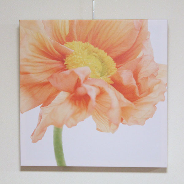 アートパネル　ポピー